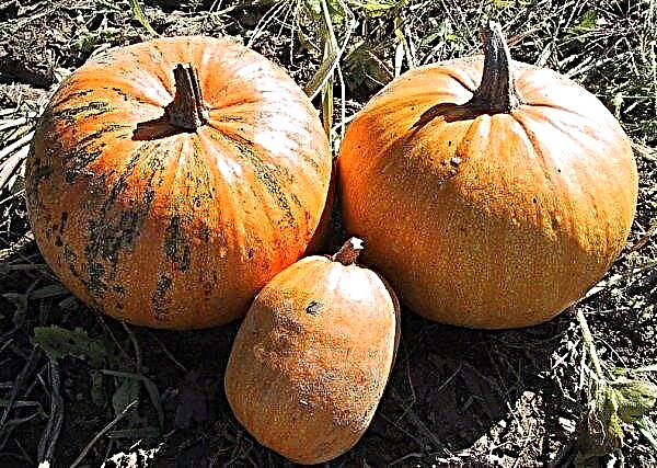 Gymnospermous pumpkin: description of the variety with photo, cultivation features, when to clean and how to store, use, reviews