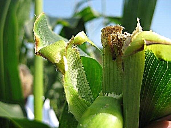 Rendement en maïs: en moyenne à partir de 1 ha, comment compter sur l'épi