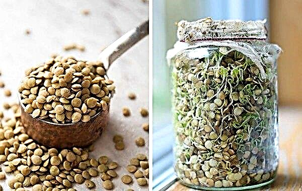 Como germinar lentilhas em casa para comer: as regras para escolher, germinar e comer mudas, fotos, descrição