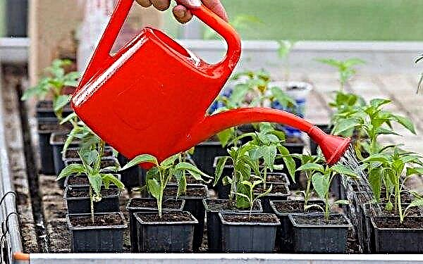 Potopite sadike paprike doma, kdaj in kako narediti