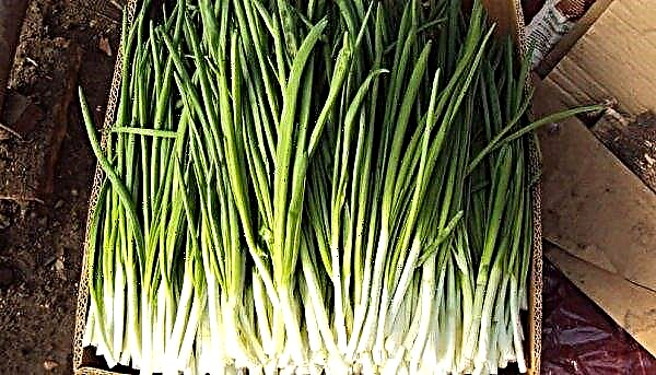 Cebolla-batun: características y descripción de la variedad, reglas de siembra, cultivo y cuidado, foto