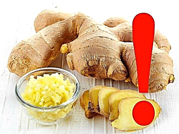 Ginger for sore throat: treatment of purulent tonsillitis, chronic tonsillitis, cramping, recipes