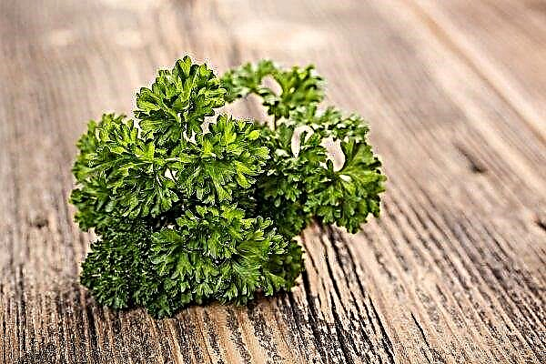Curly parsley: what is it, the best varieties than useful or harmful to the body, photo