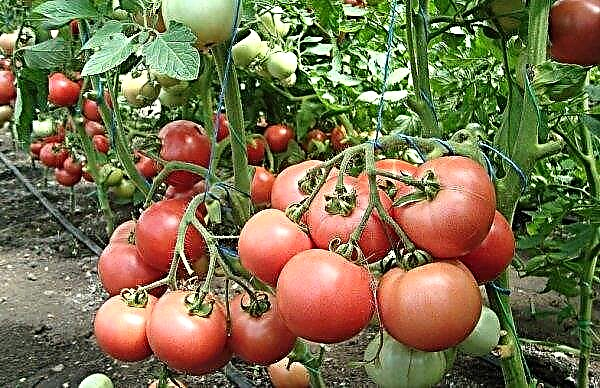 Tomato Raspberry jingle: variety description and characteristics, tomato yield, care and planting, photo
