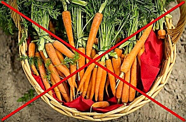 Karotten gegen Hämorrhoiden: Nutzen und Schaden, Verwendung, chemische Zusammensetzung und Kaloriengehalt