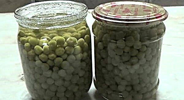 Preservation of green peas for the winter at home: the best recipes