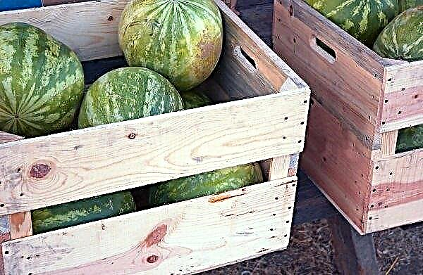 Ist es möglich, Wassermelone mit Gastritis - Nutzen und Schaden, Regeln für die Verwendung
