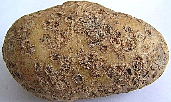 البطاطس المكللة: الخصائص والوصف ، المحصول وطريقة الزراعة ، الصورة