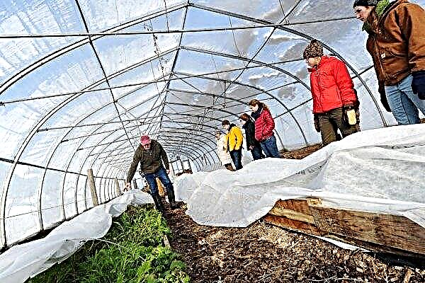 Planting in a polycarbonate greenhouse for the winter: advantages and disadvantages, planting dates, video