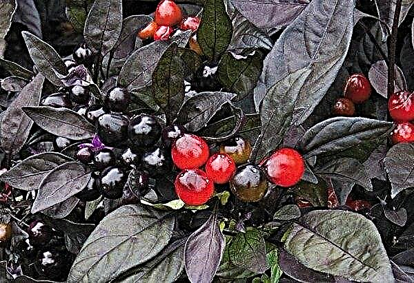 Dekoratív paprika Fekete herceg: ehető vagy nem, leírás, a termesztés és az ápolás jellemzői, fénykép