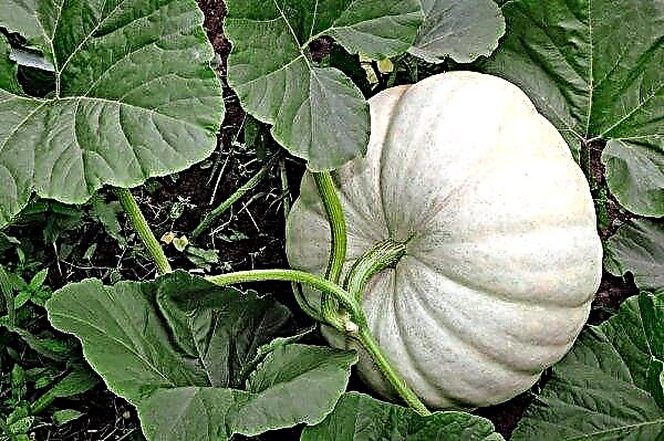 Pumpkin Baby: description and characteristics of the variety, cultivation and care, ripening dates, when you can harvest, photo