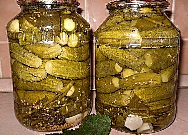 How to pickle cucumbers for the winter without sterilization
