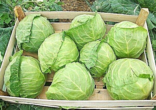 Rinda cabbage: description and characteristics of the variety, features of cultivation and care, photo