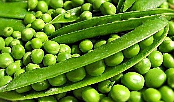 How to keep green peas for the winter at home: optimal conditions, basic rules, deadlines