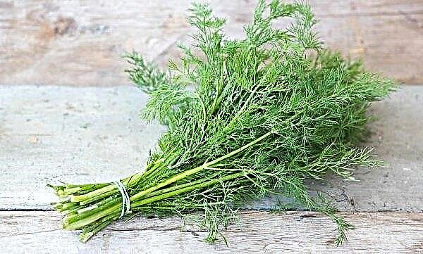 Dill stalks: useful properties, application features