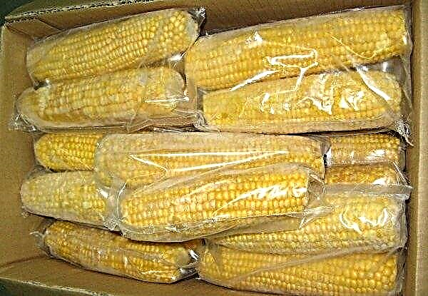 Roher Mais: Ist es möglich zu essen, gesundheitliche Vorteile und Schäden, Kalorien, wie und wie viel zu kochen, einzufrieren und zu lagern