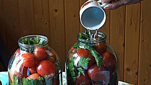 Kavanozlarda kış için domatesleri lezzetli bir şekilde turşu: basit bir tarif