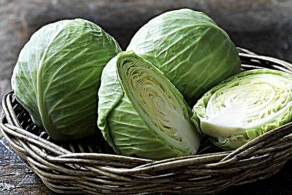 Pickled cabbage: benefits and harms, chemical composition and calorie content, consumption norms