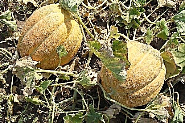 Melon Ethiopka: description, photo, growing from seeds, useful properties, reviews