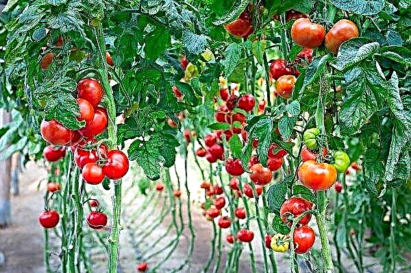 Tại sao cà chua trong nhà kính không phát triển hoặc tăng trưởng kém: lý do, phải làm gì và cách cho ăn, những lời khuyên hữu ích