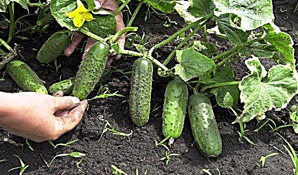 Ajax cucumber variety: description and characteristics, planting methods and care features, photos