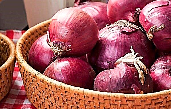 Purple onions: a description of what is called beneficial properties and harm, treatment with onions, how it differs from the usual one, photo