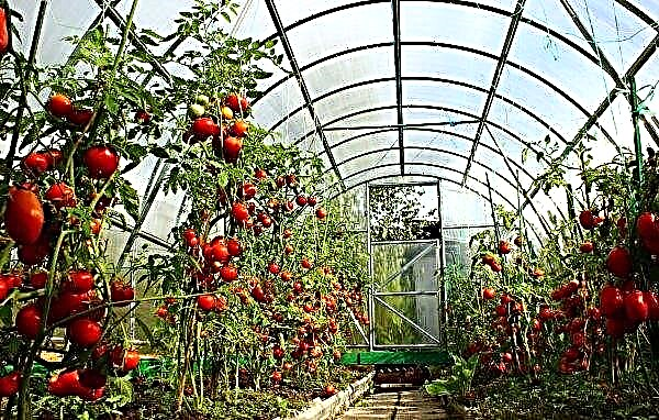 Tomatoes rot in a greenhouse and what to do: reasons, methods of disposal and prevention