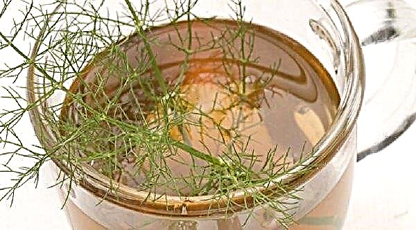 The medicinal properties of dill: indications and contraindications, features of use in traditional medicine and recipes