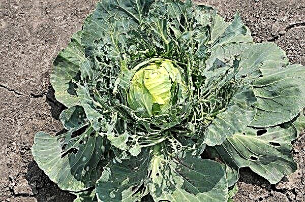 Cabbage leaves in holes: what to do, what to process, folk remedies and pest control chemicals, prevention