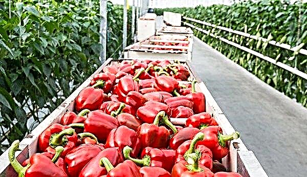 The best varieties of peppers for greenhouses: TOP-7 of the best varieties, planting and growing, photo