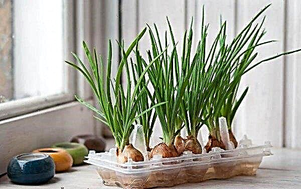 How to grow green onions on the windowsill: features and rules of care, growing in winter