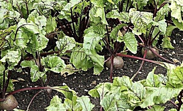 Why beets do not grow or grow poorly: what to do, how to eliminate the causes, than to feed
