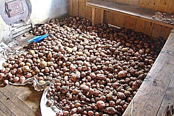 How to dry potatoes after digging: conditions and norms of drying