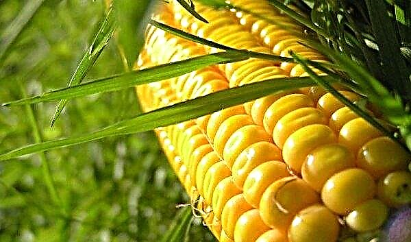 Nutri il mais: è possibile mangiare, le migliori varietà, foto