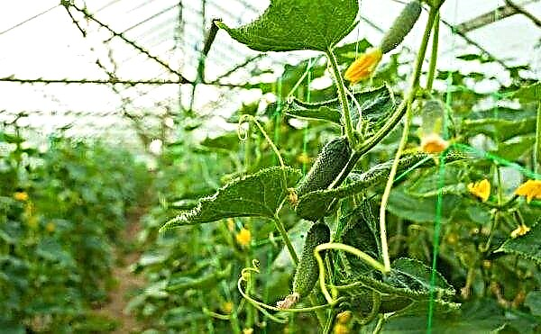 Why and how to prune leaves from cucumbers in a greenhouse, video