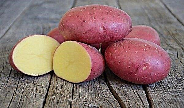 Odrůda brambor Labella: charakteristika a popis odrůdy, výnos a pěstování, foto