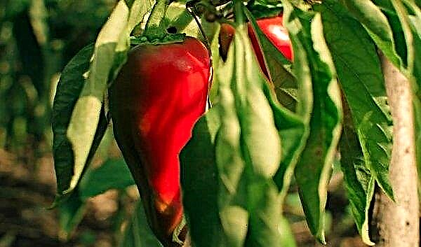 Pepper Merchant: description, characteristics and productivity, taste of the variety, photo