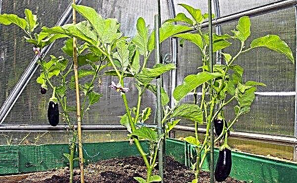 How to form eggplants in a greenhouse: methods, subsequent care, video