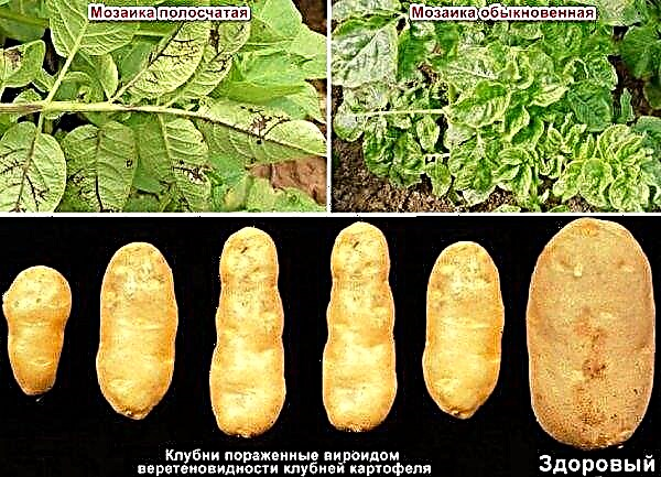 Sylvan-aardappel: botanische beschrijving en kenmerken, kenmerken van teelt en verzorging, foto