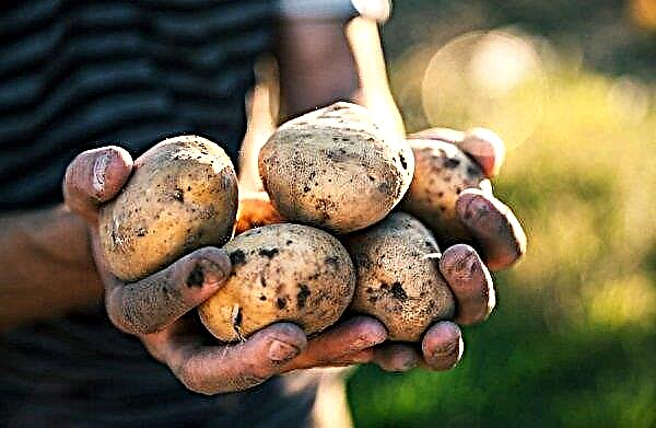 البطاطس Zorochka: وصف وخصائص نباتية ، وميزات الزراعة والرعاية ، الصورة