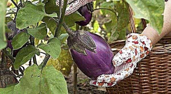 Växa och ta hand om aubergine i ett växthus, foton, video