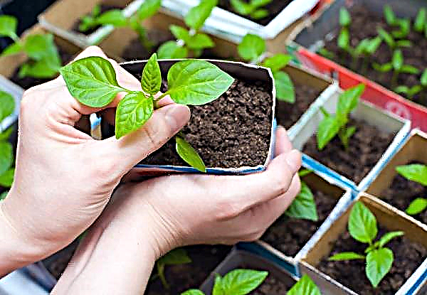6 fontos szabály a bazsalikom termesztésére