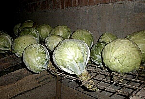 Cabbage Valentina - characteristics of the variety, cultivation and storage