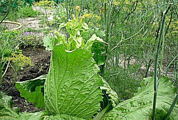 Beijing cabbage bloomed: what to do, is it possible to eat, why it blooms, reasons