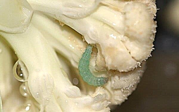 Cauliflower diseases and pests, combating them, tips with photos