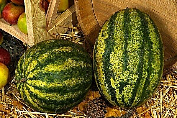Dyrking av vannmeloner i Sibir: trekk ved beplantning og stell i det åpne bakken, de beste variantene for beplantning