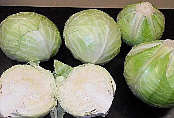 Variety cabbage Nadezhda: description and characteristics of the variety, harvest characteristics, use of the crop, photo
