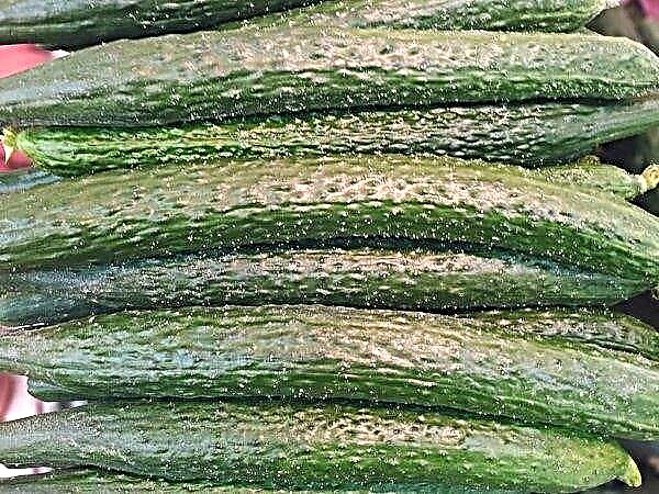 Chinese cold-resistant F1 cucumbers: cultivation and care features, pros and cons, photos