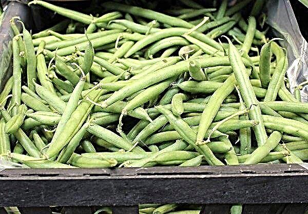 Asparagus beans: description and characteristics of varieties, cultivation and care, photo