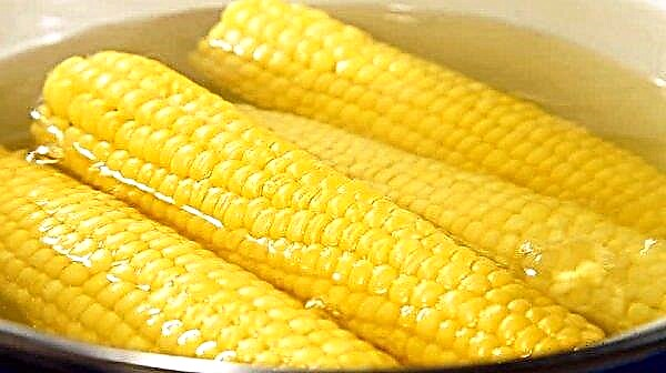 How to store boiled corn: can it be stored in water or not, how much can be stored in the refrigerator